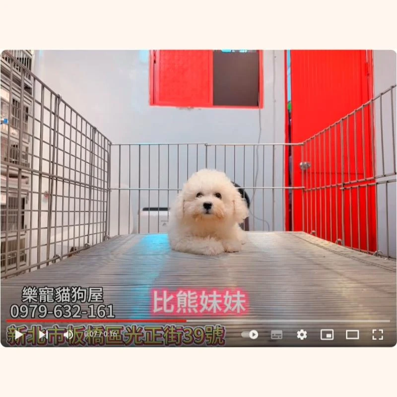 比熊妹妹