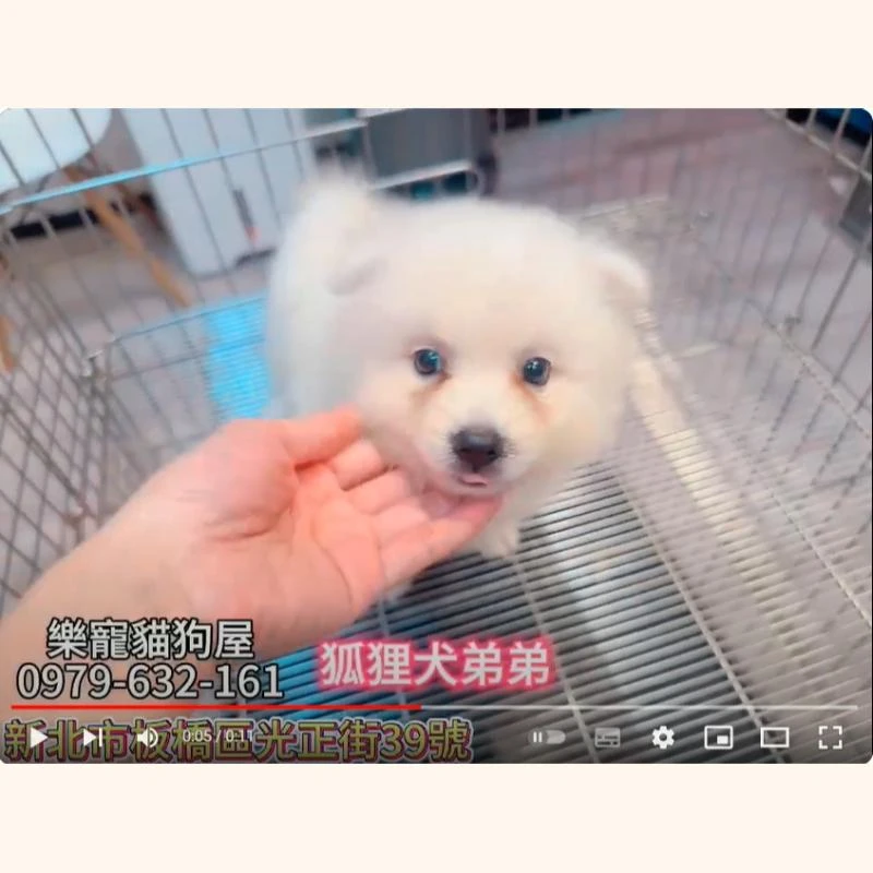 狐狸犬弟弟,狐狸犬