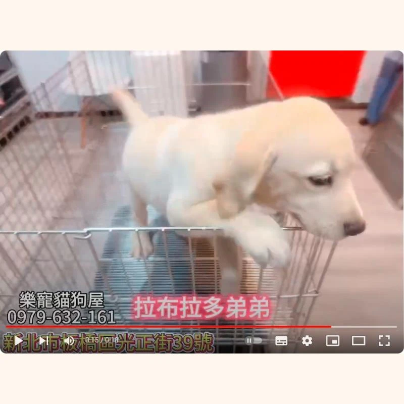 拉不拉多弟弟,拉不拉多