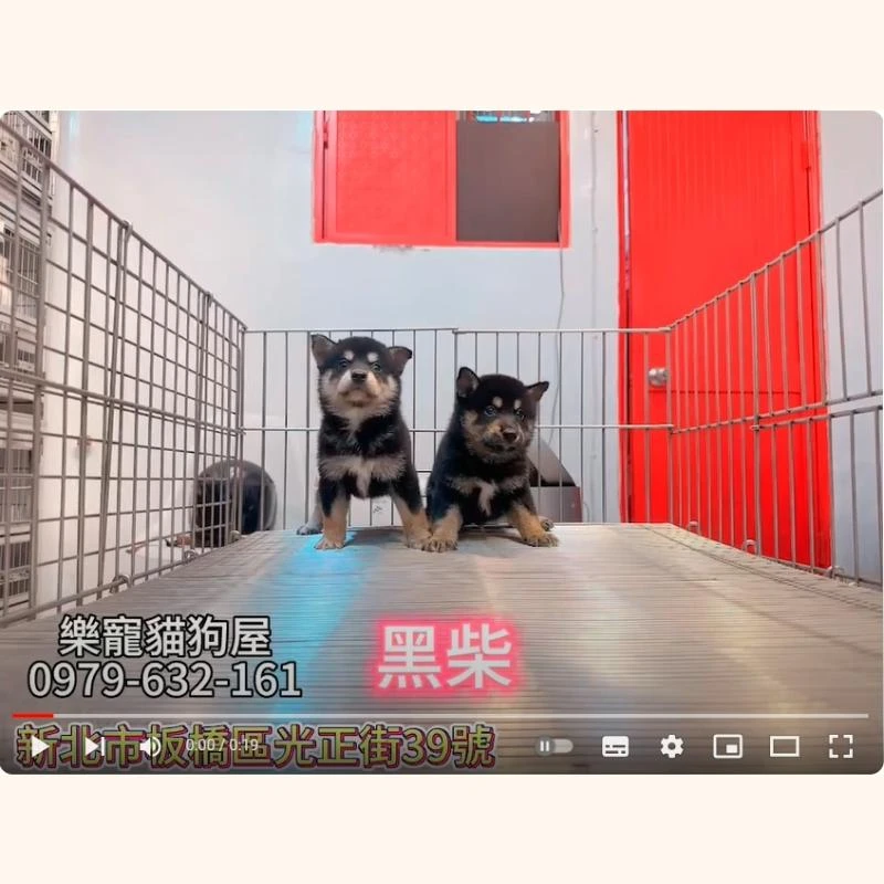 黑柴,柴犬