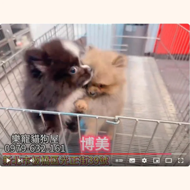 博美