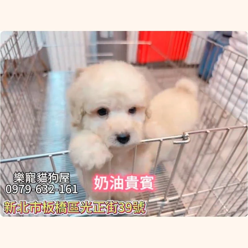 奶油貴賓,貴賓,貴賓幼犬