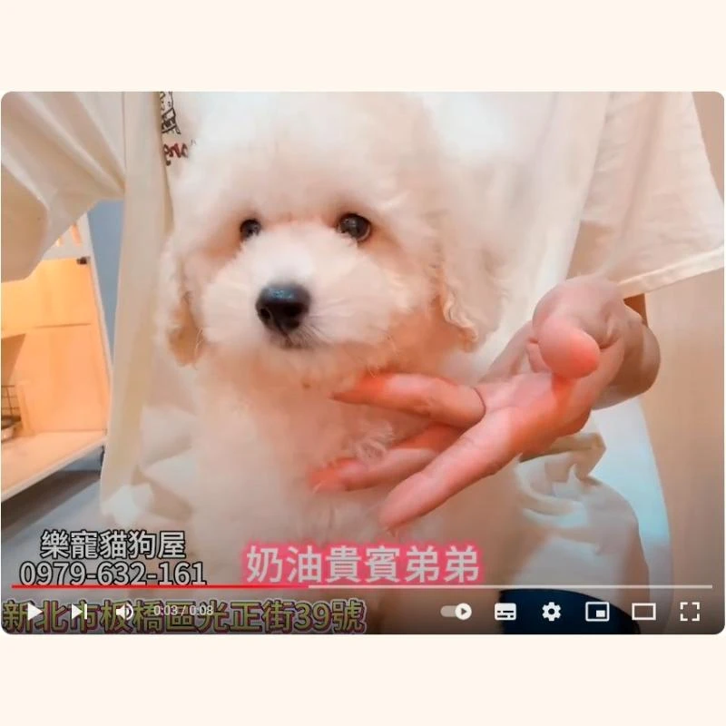奶油貴賓弟弟