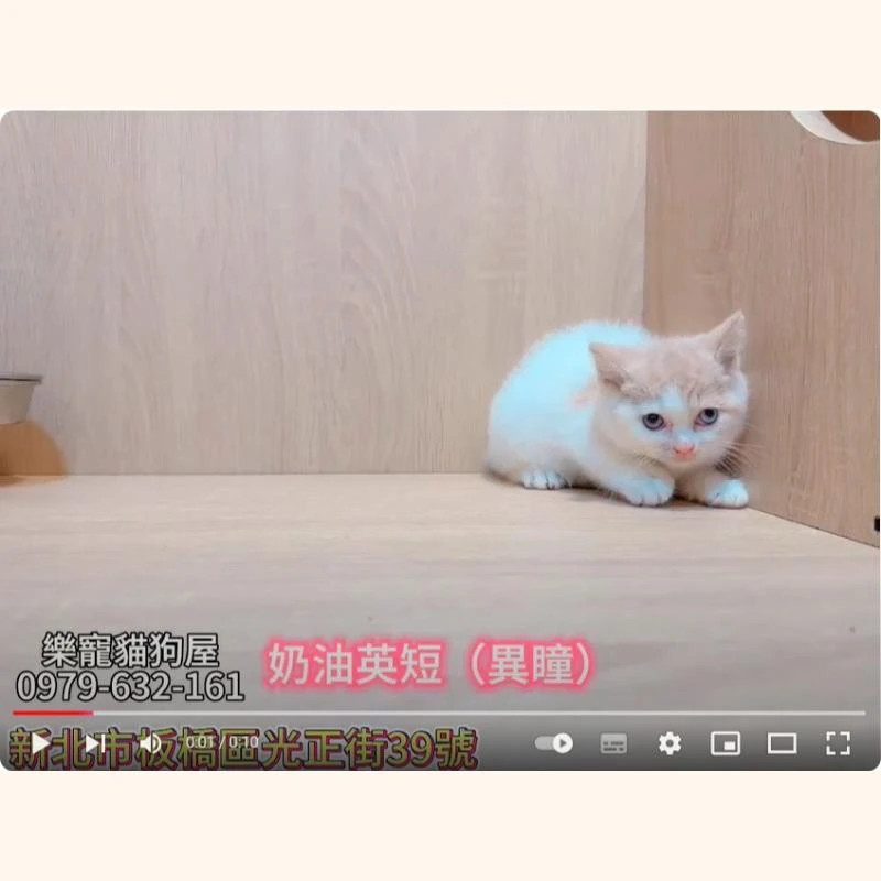 奶油英短
