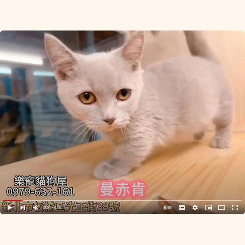 曼赤肯,曼赤肯幼貓