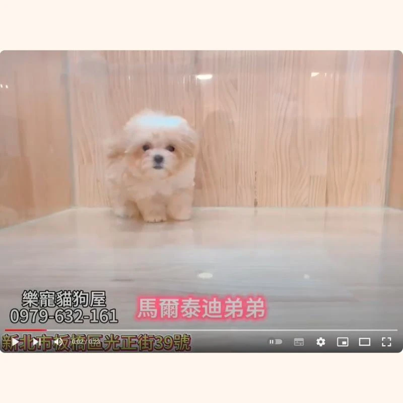 馬爾泰迪弟弟,馬爾濟斯