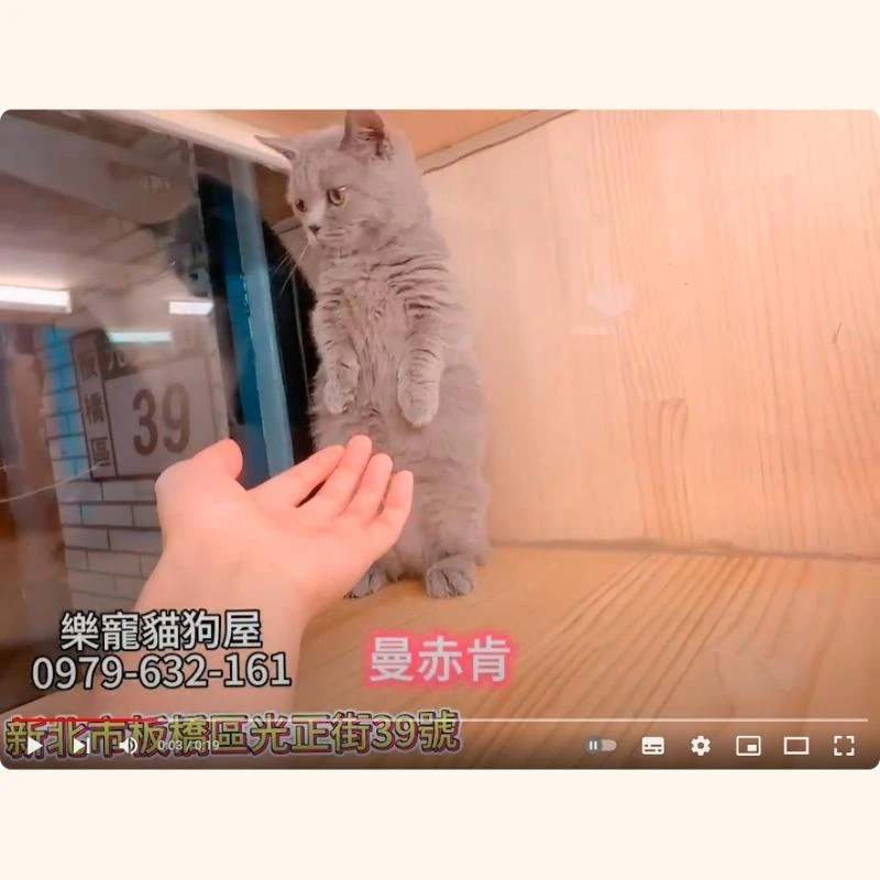 曼赤肯