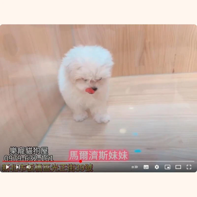 馬爾濟斯妹妹,馬爾濟斯,馬爾濟斯幼犬