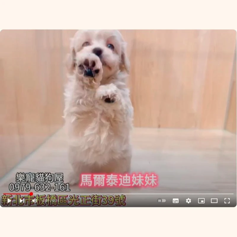 馬爾泰迪妹妹,馬爾濟斯