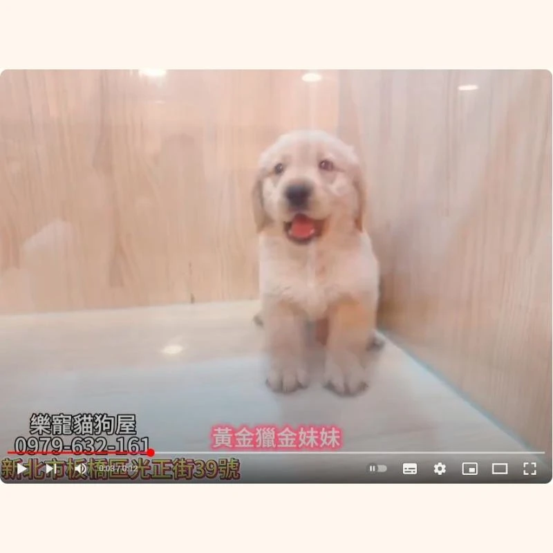 黃金獵金妹妹,黃金獵犬