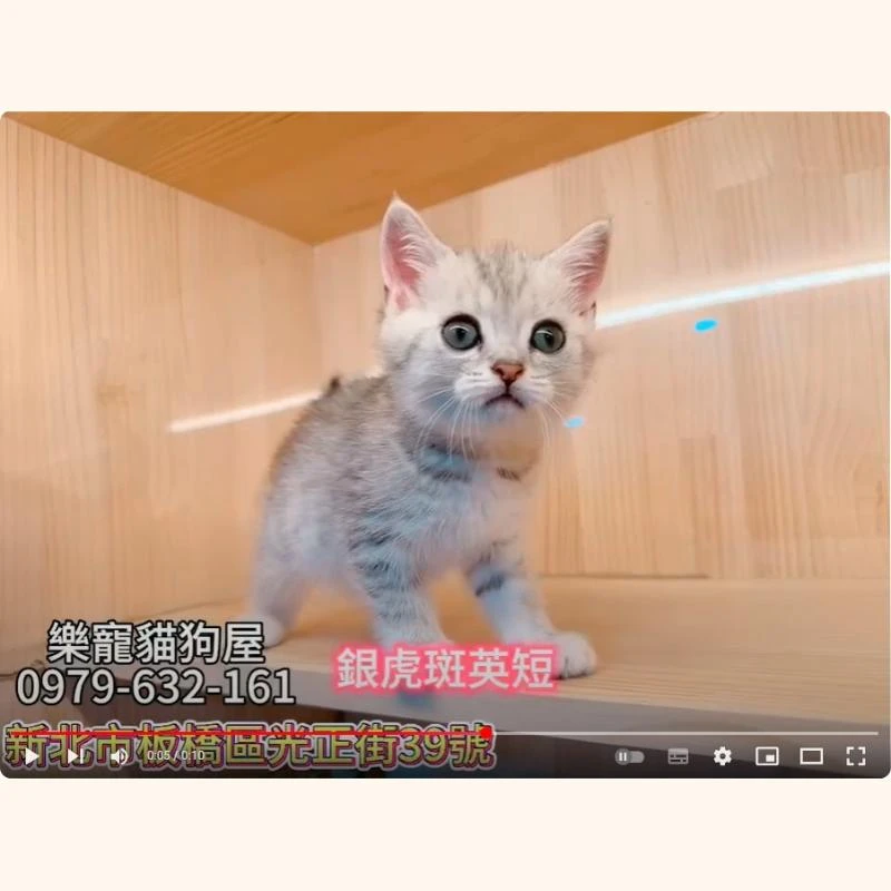 銀虎斑英短,英短,英短幼貓