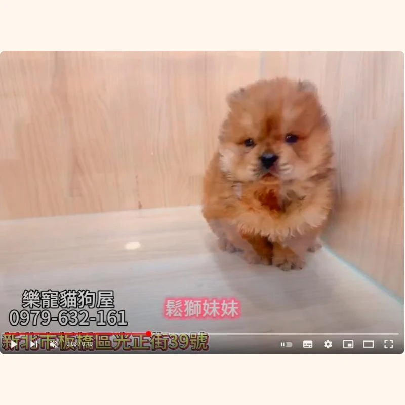 鬆獅妹妹,鬆獅犬.
