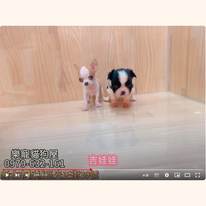 吉娃娃,吉娃娃幼犬