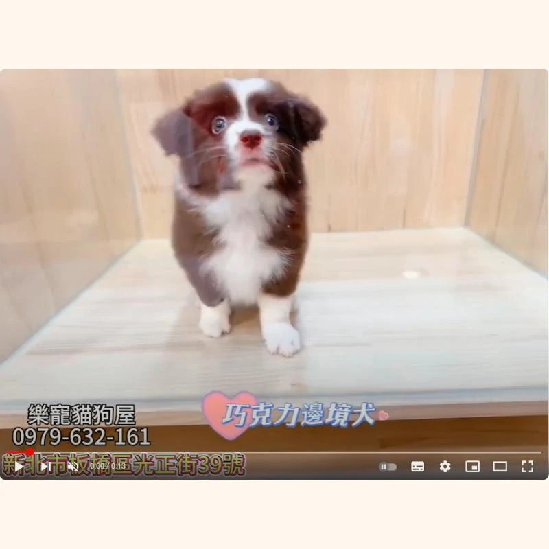 巧克力邊境犬
