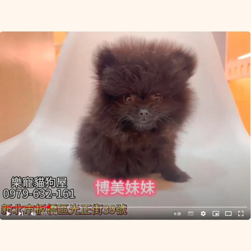 博美妹妹,博美,博美幼犬