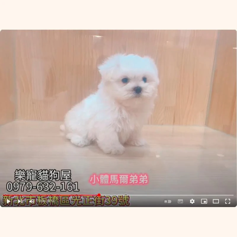 小體馬爾弟弟