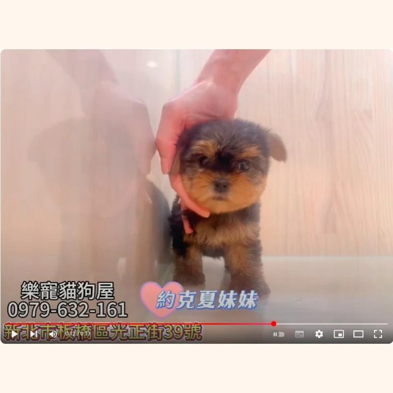 約克夏妹妹