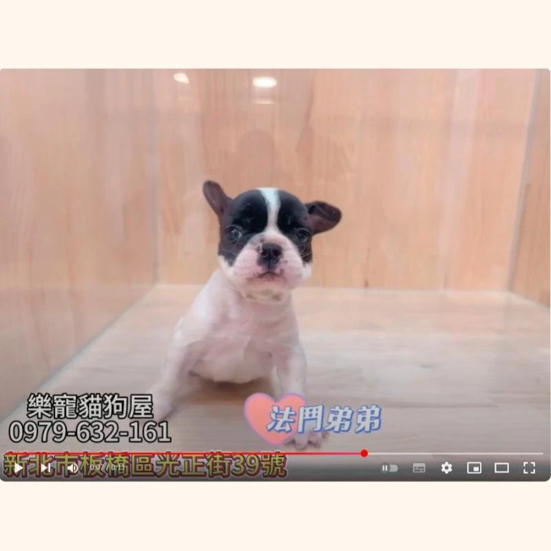 法鬥弟弟,法鬥