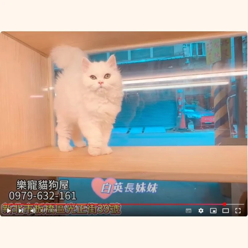 白英長妹妹,英長