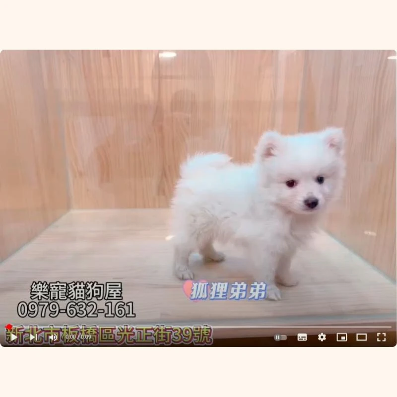 狐狸弟弟,狐狸犬