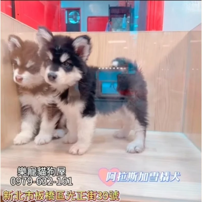阿拉斯加雪橇犬