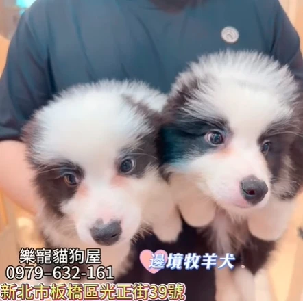 邊境牧羊犬