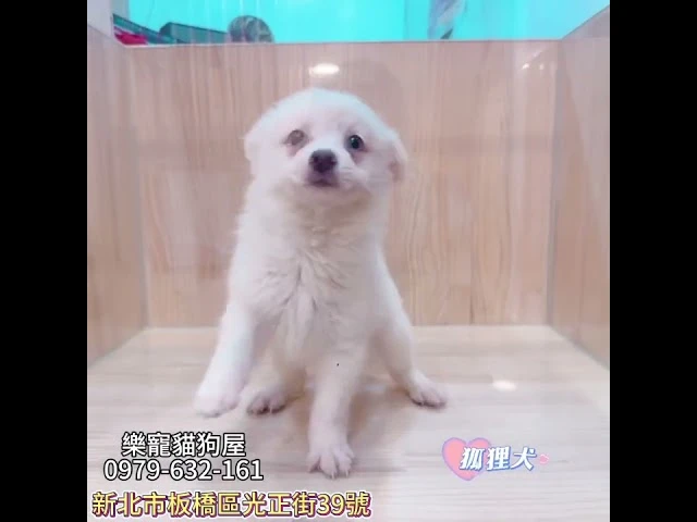 狐狸犬
