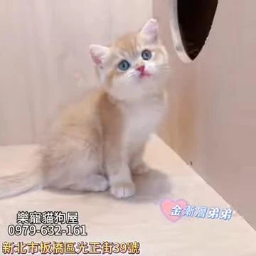 金漸層弟弟