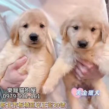 黃金獵犬