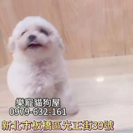 比熊