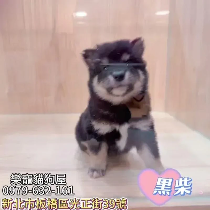 黑柴