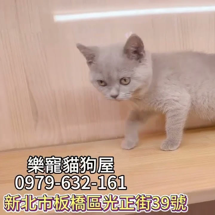 紫丁香英短,英短