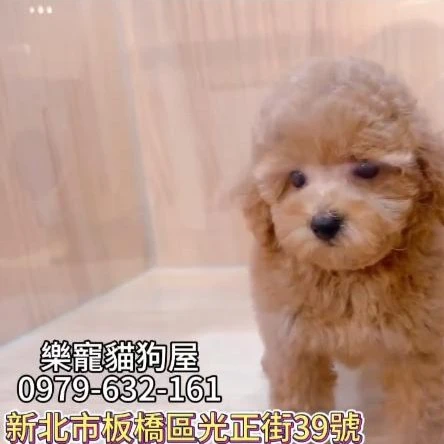 紅貴賓弟弟,貴賓