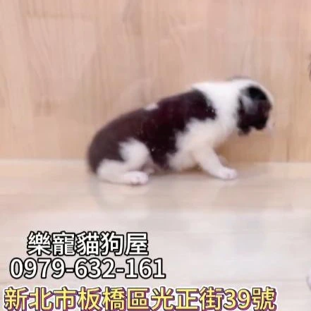 邊境牧羊犬