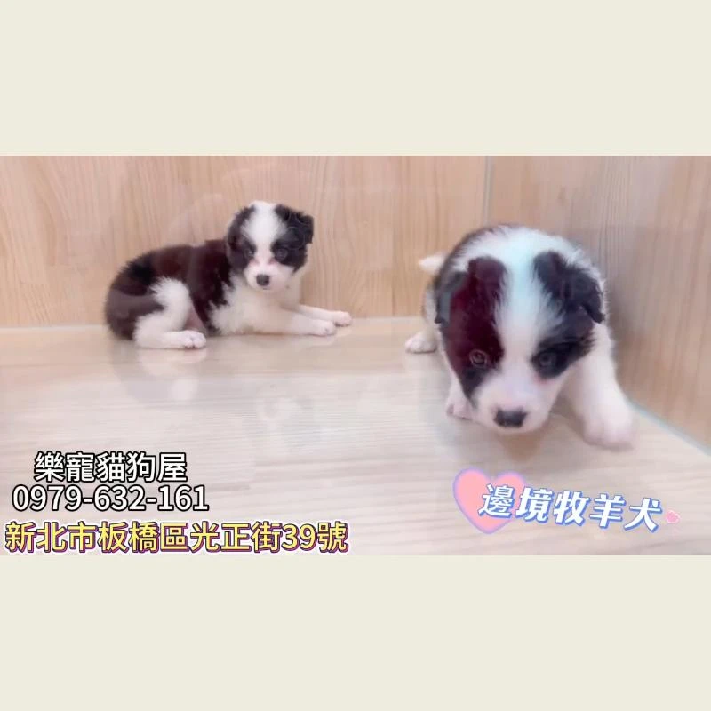 邊境牧羊犬-範例2