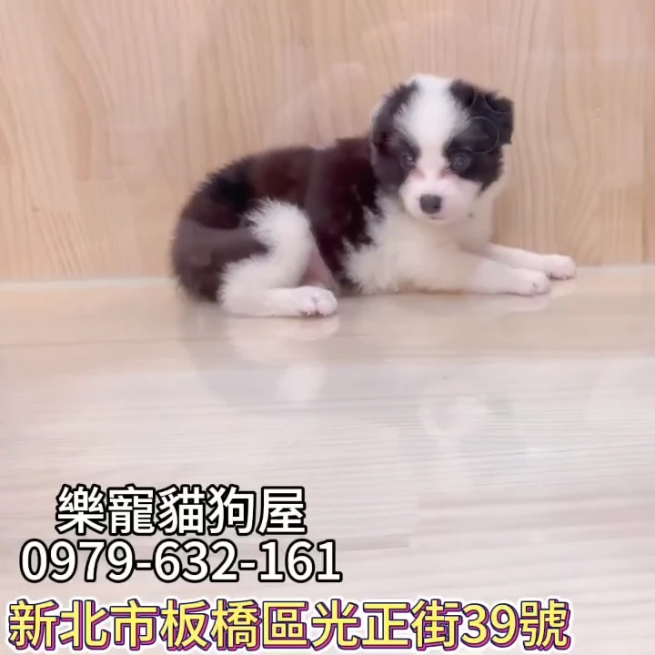 邊境牧羊犬-範例1