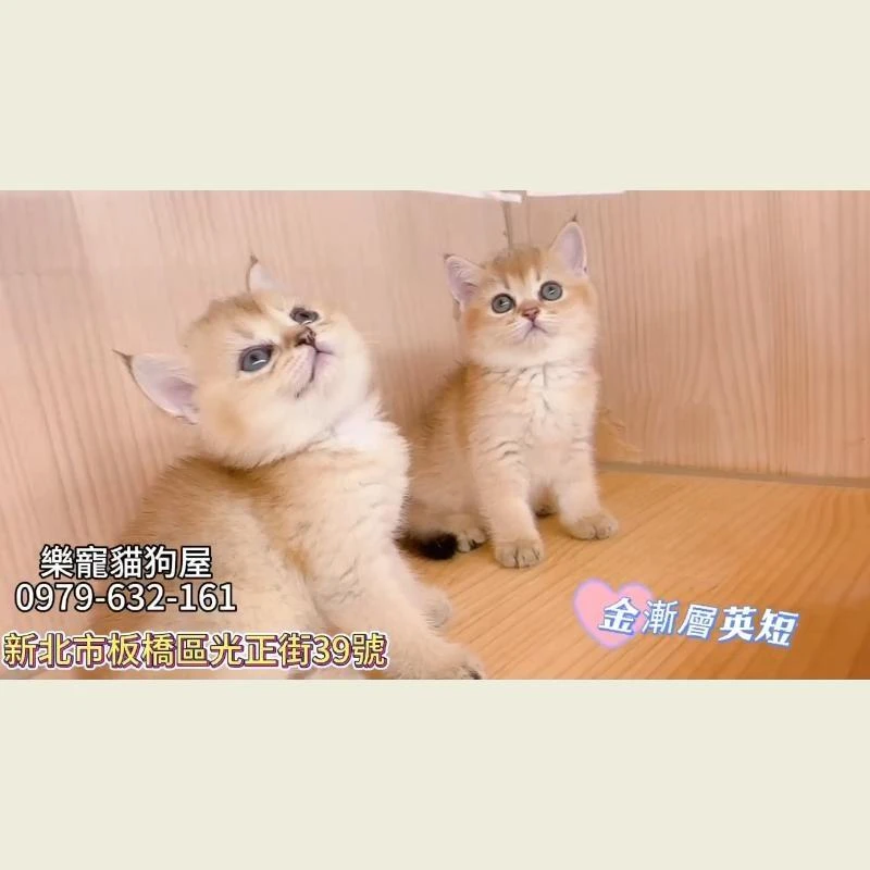 金漸層英短