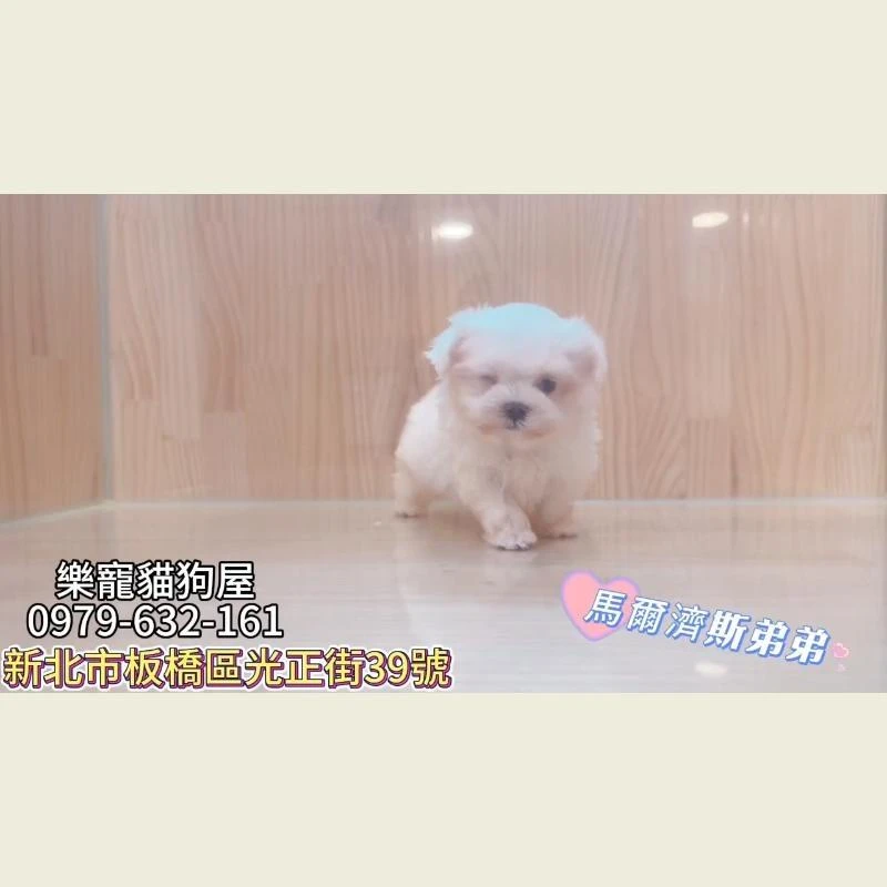 馬爾濟斯弟弟