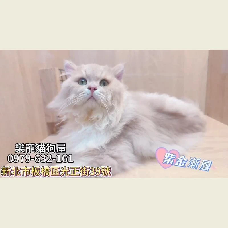 紫金漸層