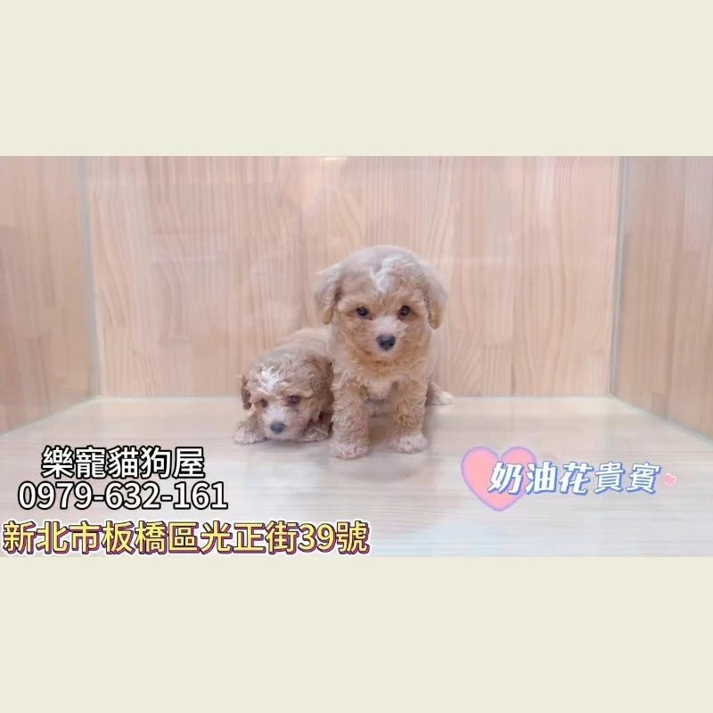 奶油花貴賓