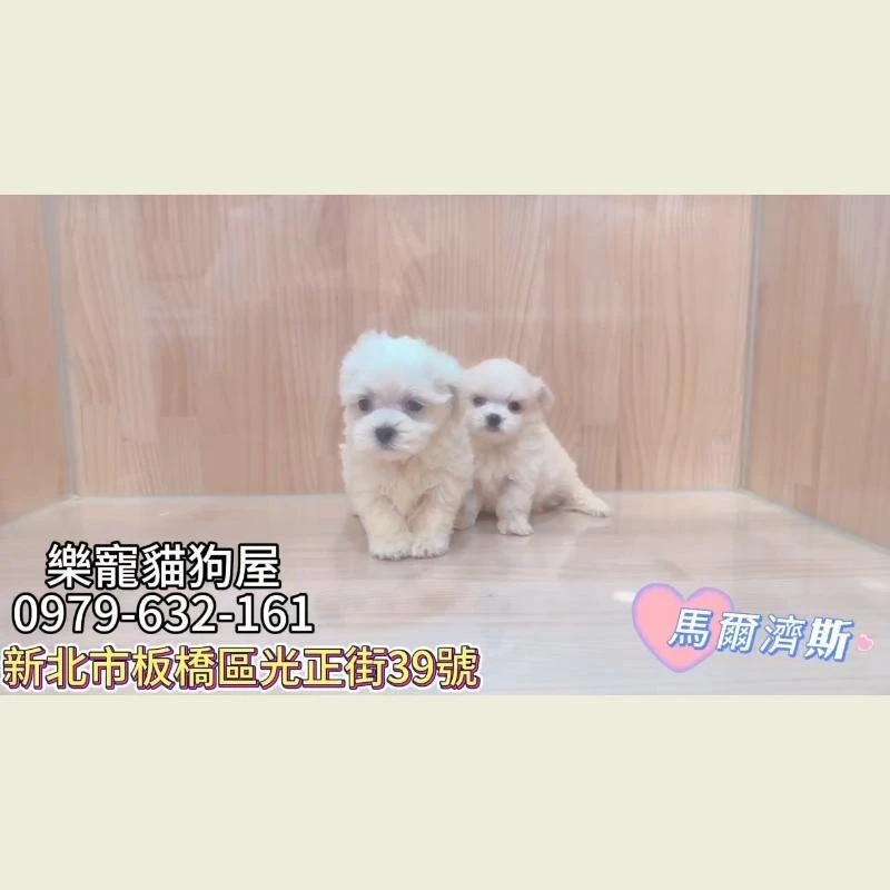 馬爾濟斯