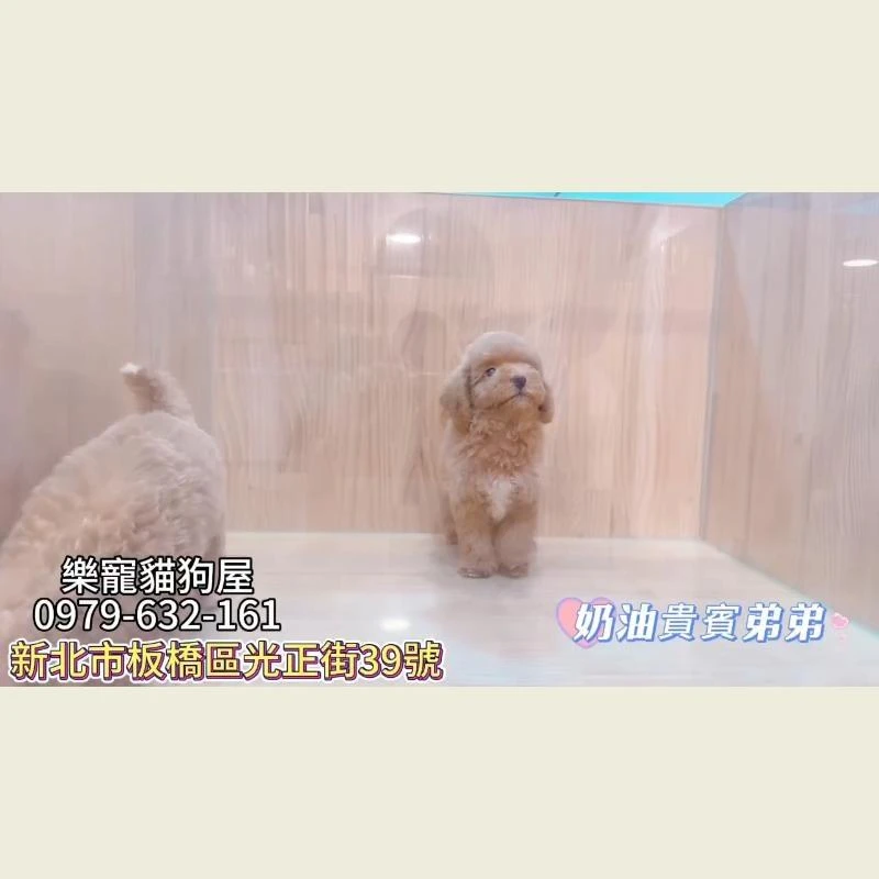奶油貴賓弟弟
