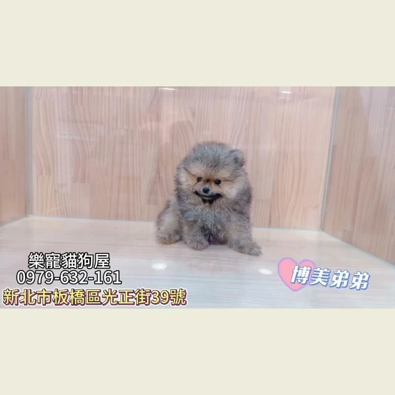 博美弟弟