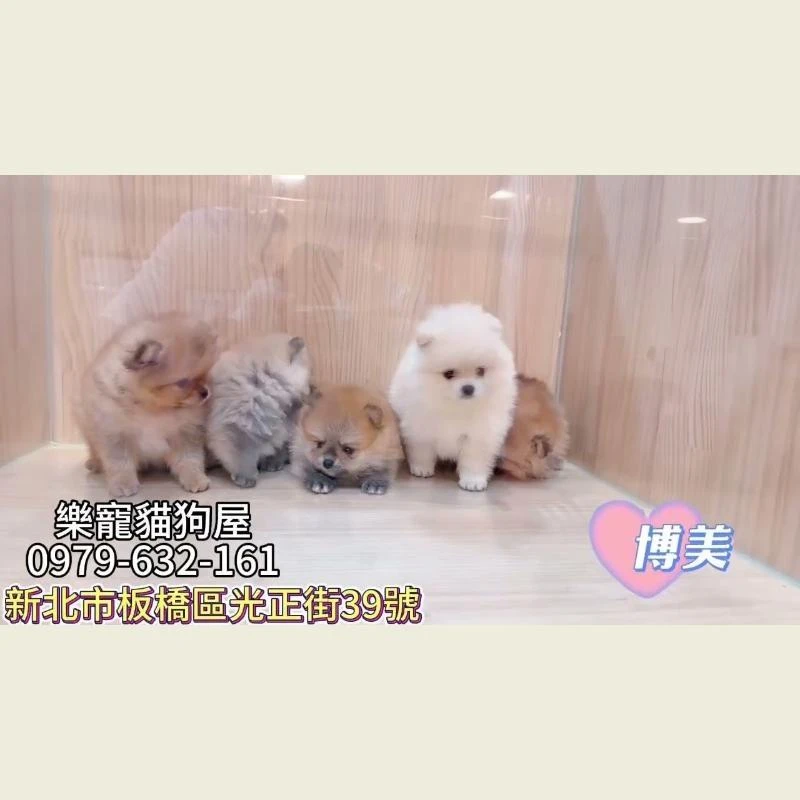 博美