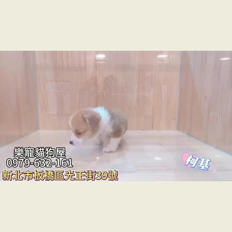 柯基