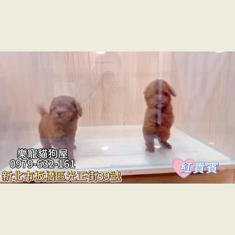 紅貴賓,貴賓