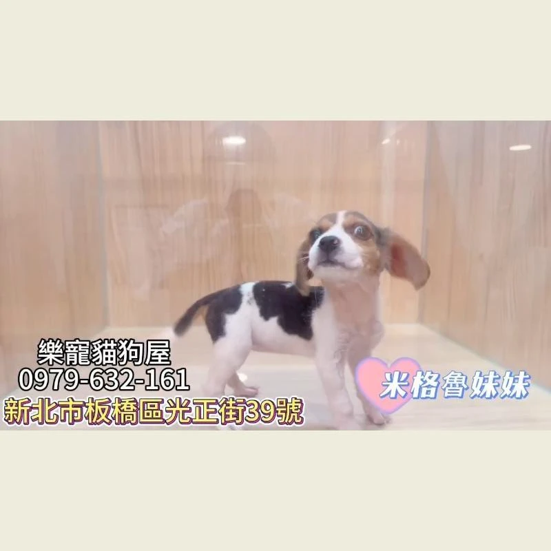 米格魯妹妹,米格魯