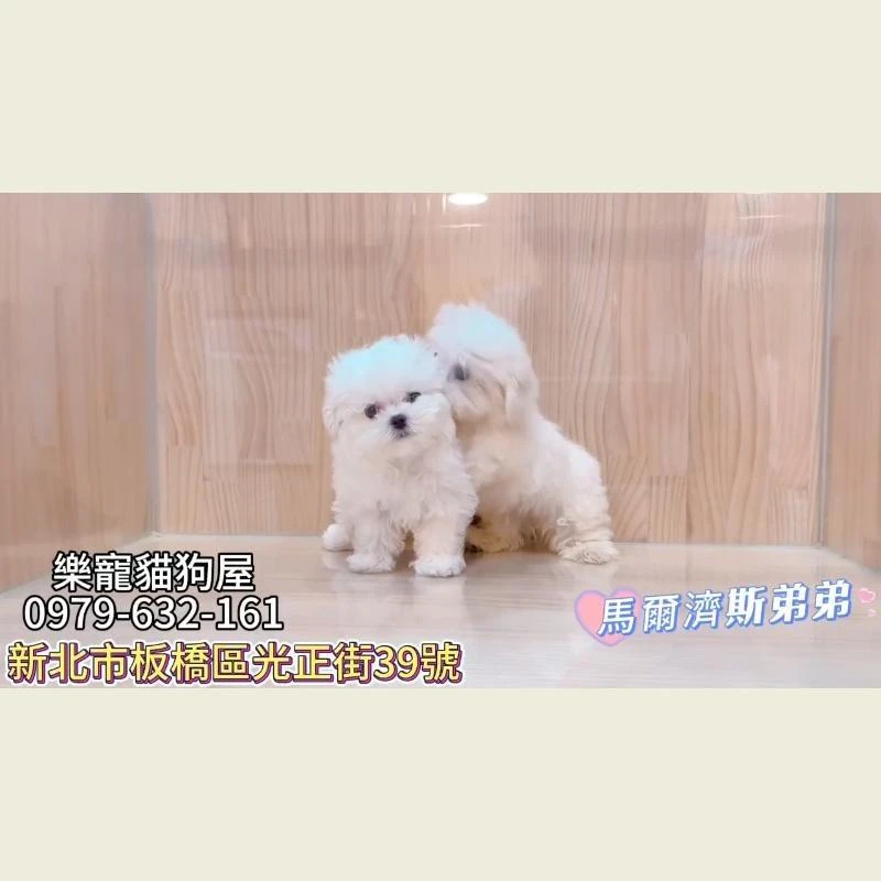 馬爾濟斯弟弟,馬爾濟斯