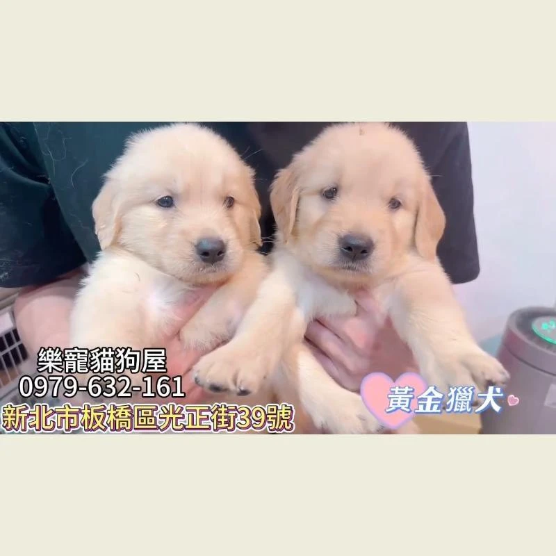 黃金獵犬