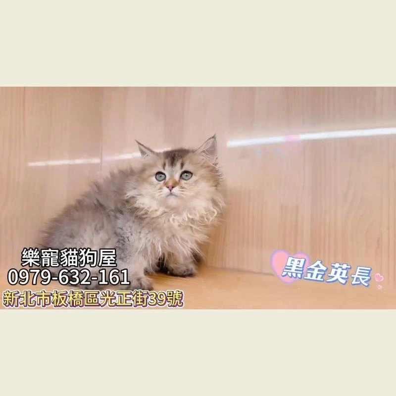 黑金英長,英國長毛貓